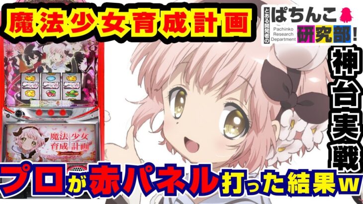 【プロ】魔法少女育成計画でスーパー戦闘狂中に事故らせてしまう姉妹【パチスロ実戦】S魔法少女育成計画 赤パネル  #75【爆裂天使ことのは】【ぱち研部】